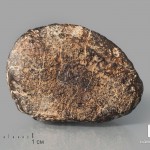 Метеорит NWA 869, 3х2,1х1,4 см (14,63 г)
